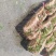 鱼腥草叶子