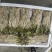 鱼腥草鱼腥草嫩芽折耳芽折耳根折耳根嫩芽