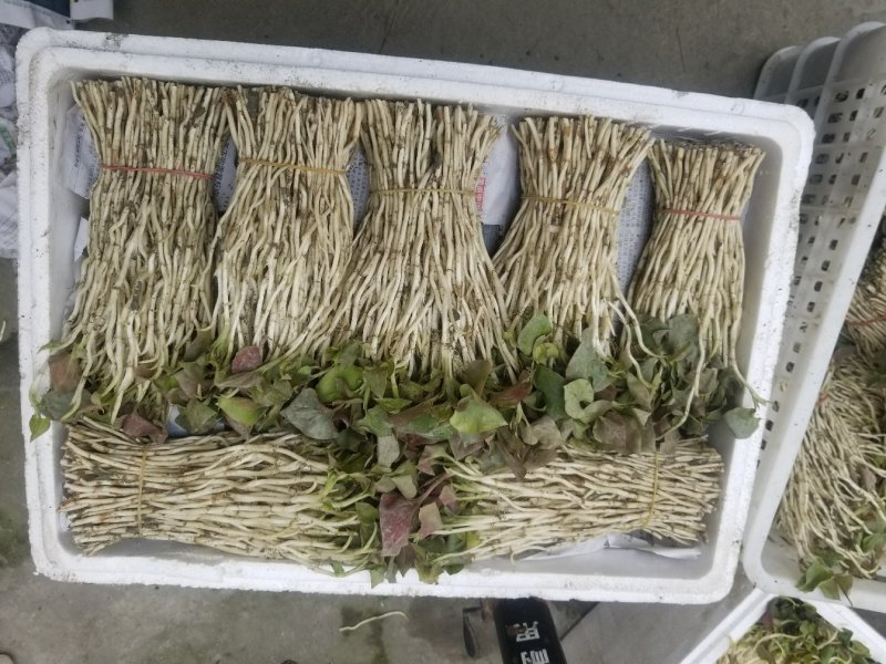 鱼腥草鱼腥草嫩芽折耳芽折耳根折耳根嫩芽