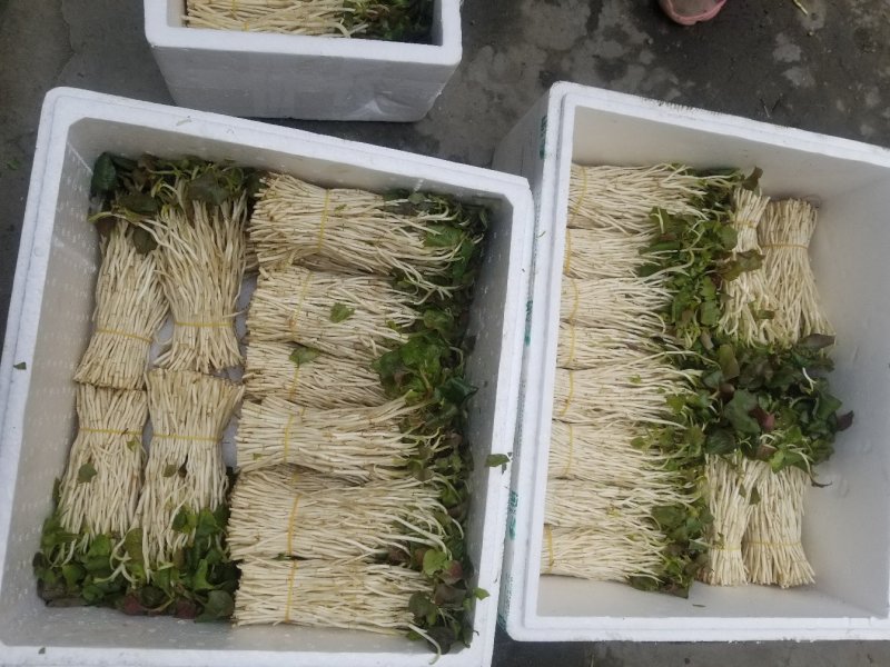 鱼腥草鱼腥草嫩芽折耳芽折耳根折耳根嫩芽