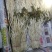 鱼腥草鱼腥草嫩芽折耳芽折耳根折耳根嫩芽