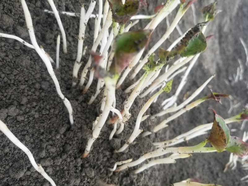鱼腥草鱼腥草嫩芽折耳芽折耳根折耳根嫩芽