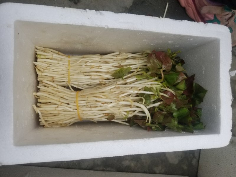 鱼腥草鱼腥草嫩芽折耳芽折耳根折耳根嫩芽