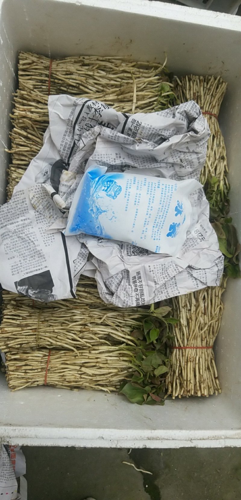 鱼腥草鱼腥草嫩芽折耳芽折耳根折耳根嫩芽