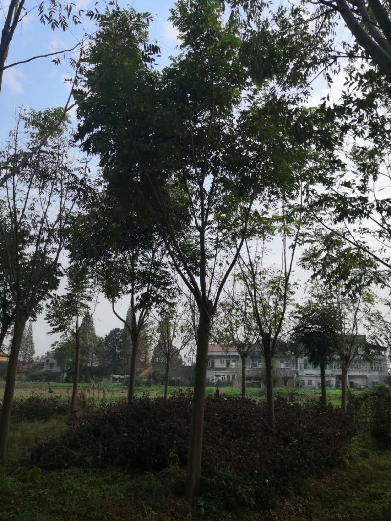 无患子树，精品无患子，江西无患子基地，九江种植
