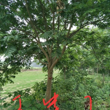 无患子树，精品无患子，江西无患子基地，九江种植