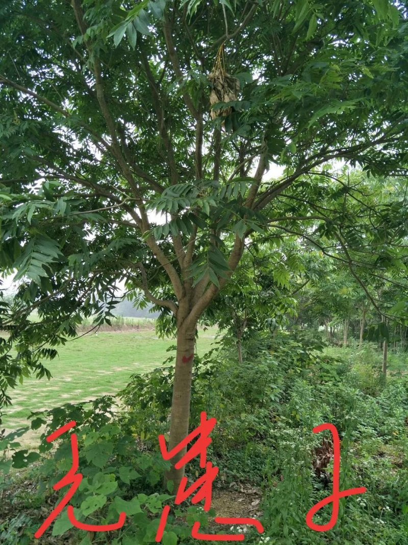 无患子树，精品无患子，江西无患子基地，九江种植