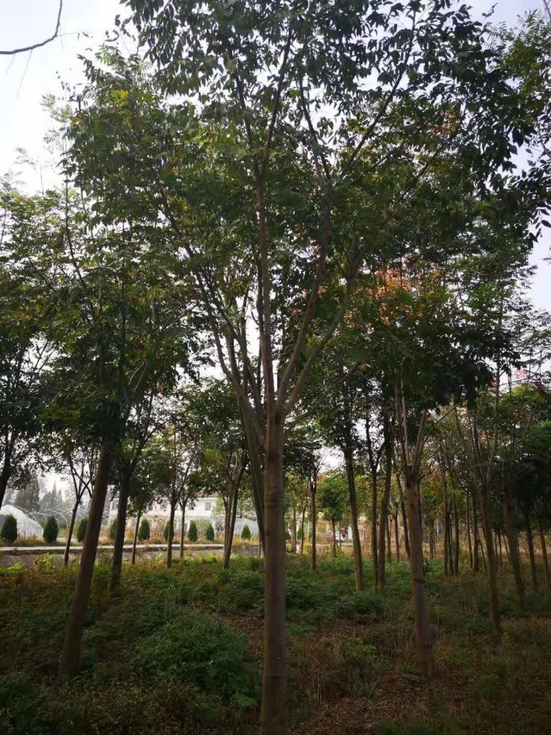 无患子树，精品无患子，江西无患子基地，九江种植
