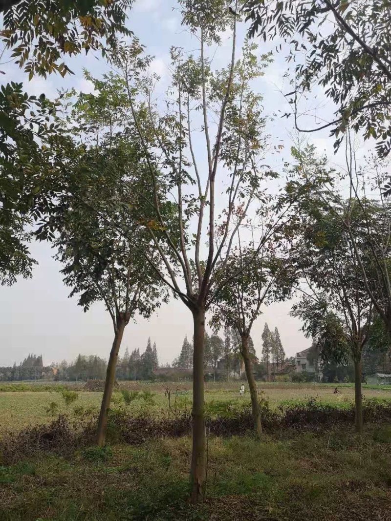 无患子树，精品无患子，江西无患子基地，九江种植