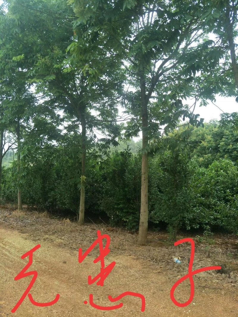 无患子树，精品无患子，江西无患子基地，九江种植