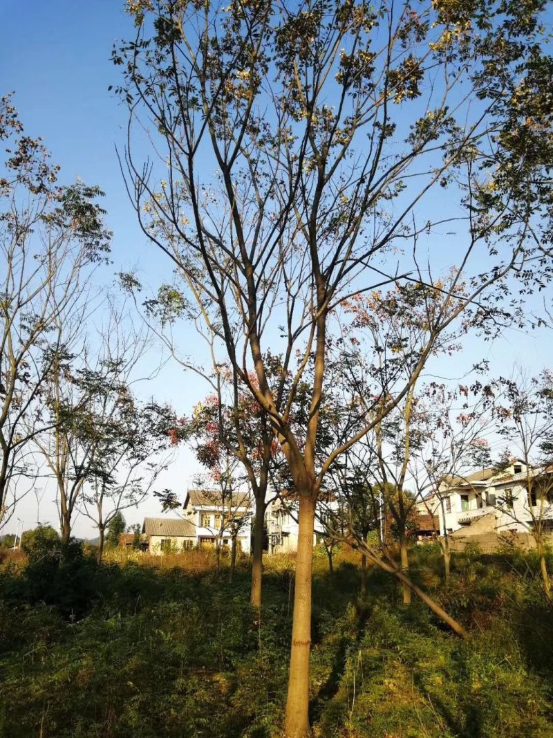 无患子树，精品无患子，江西无患子基地，九江种植