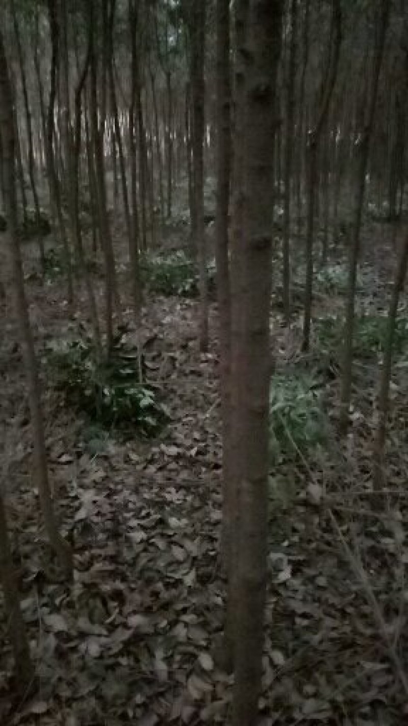 大叶女贞绿化苗木黑子树女贞规格都有