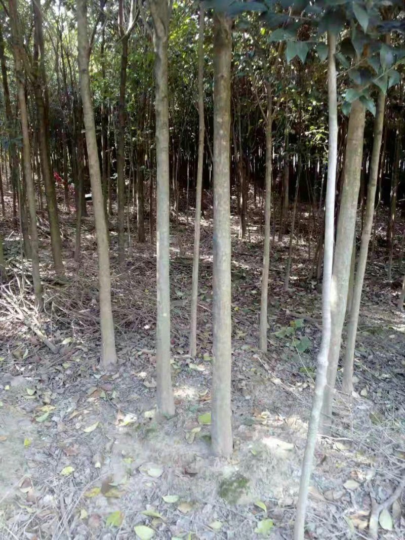 大叶女贞绿化苗木黑子树女贞规格都有