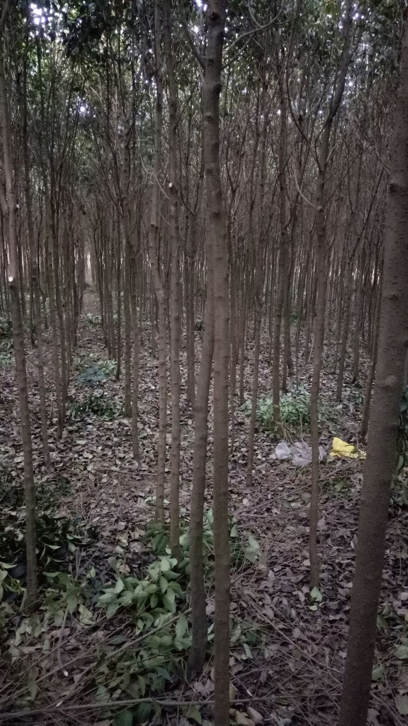大叶女贞绿化苗木黑子树女贞规格都有