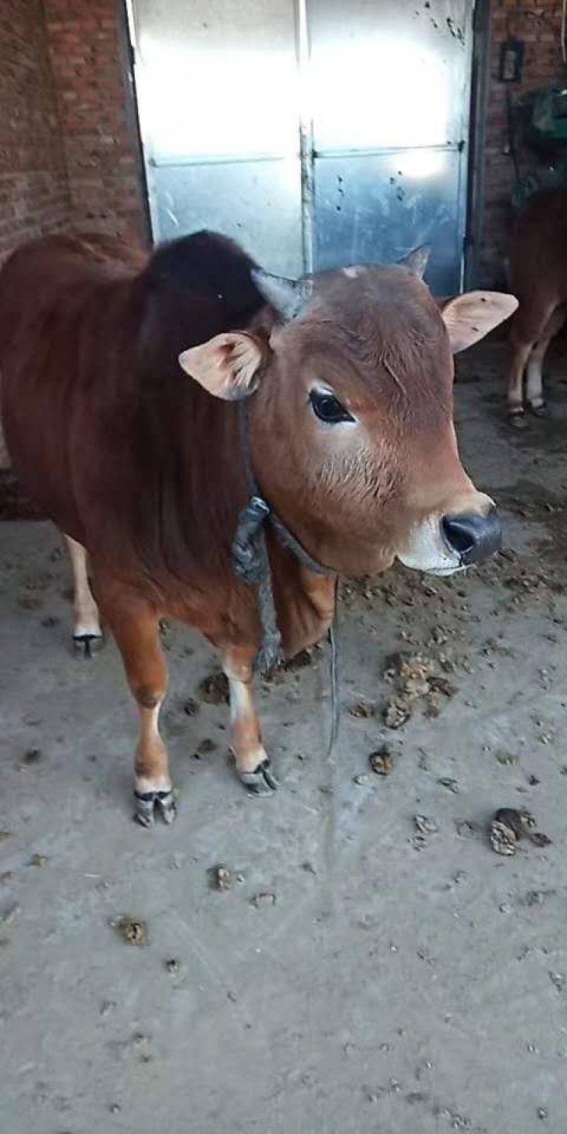 牛羊肉批发