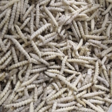竹虫（深山老竹林的上等美食佳品）