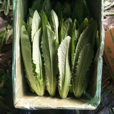 精品油麦菜质量完美有一流的团队