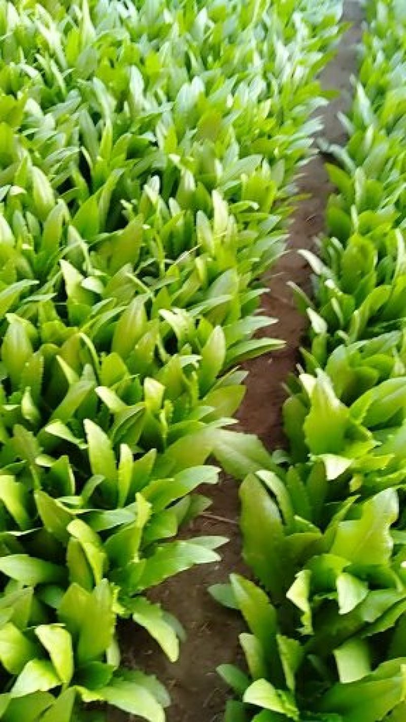 精品油麦菜质量完美有一流的团队