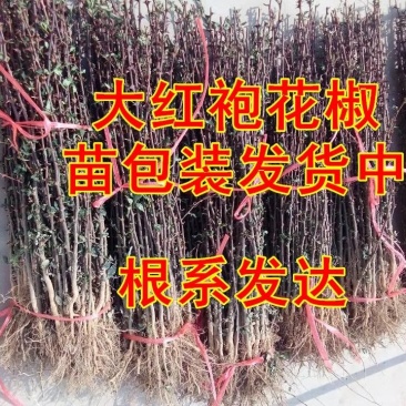 大红袍花椒苗