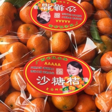 雄安新区直销广西产地砂糖桔