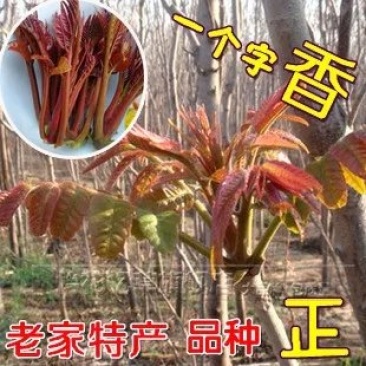 香椿苗