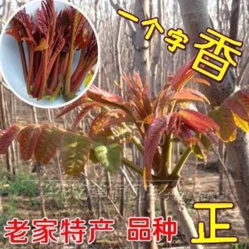 香椿苗