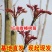 香椿苗