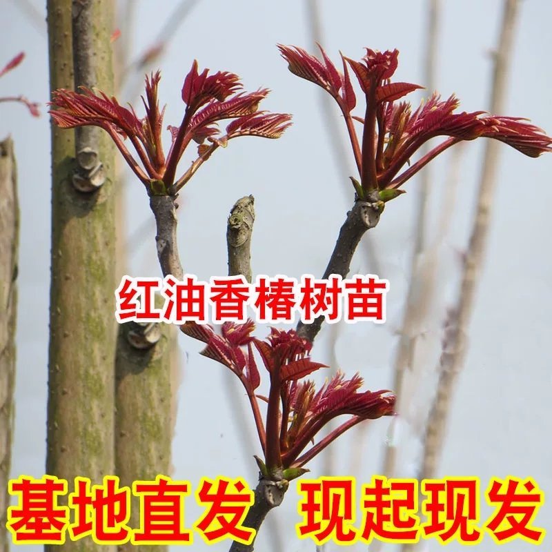 香椿苗