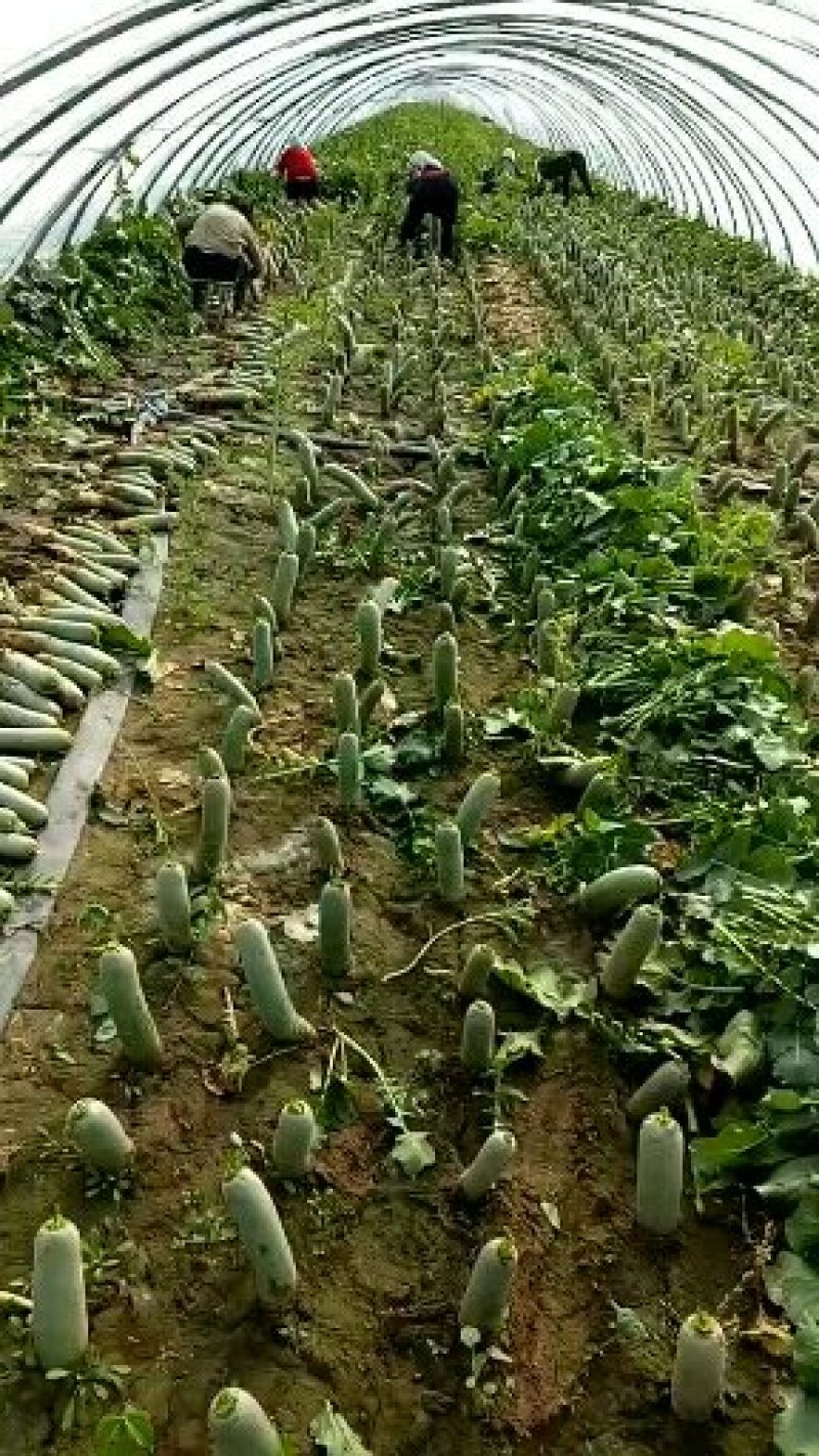 水果萝卜,山东萝卜，萝卜皮薄甘甜，每包40个，产地直供！