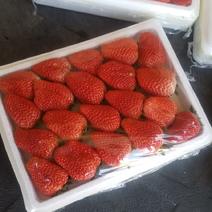 九九草莓昌黎产地代办各种包装齐全量大优先