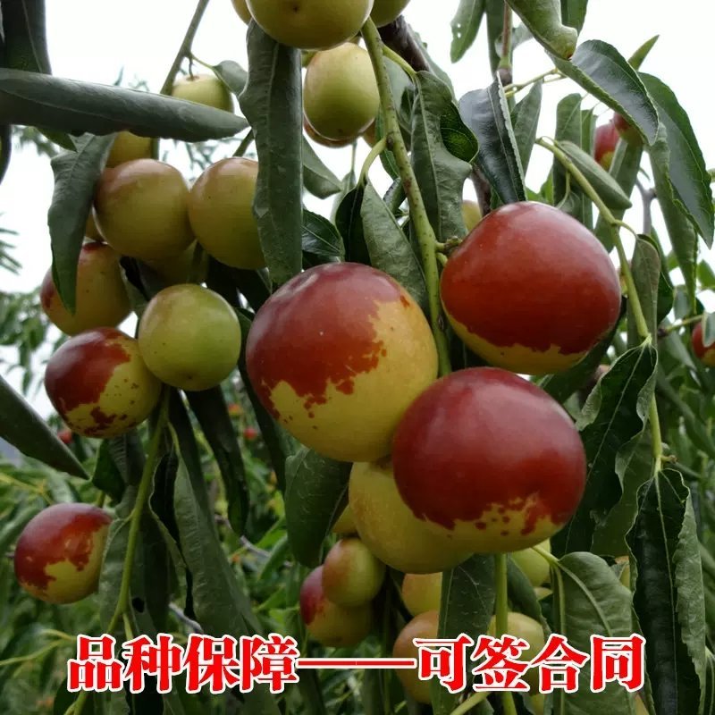 沾化冬枣苗，葫芦枣，龙须枣，品种齐全，包成活，包结果。