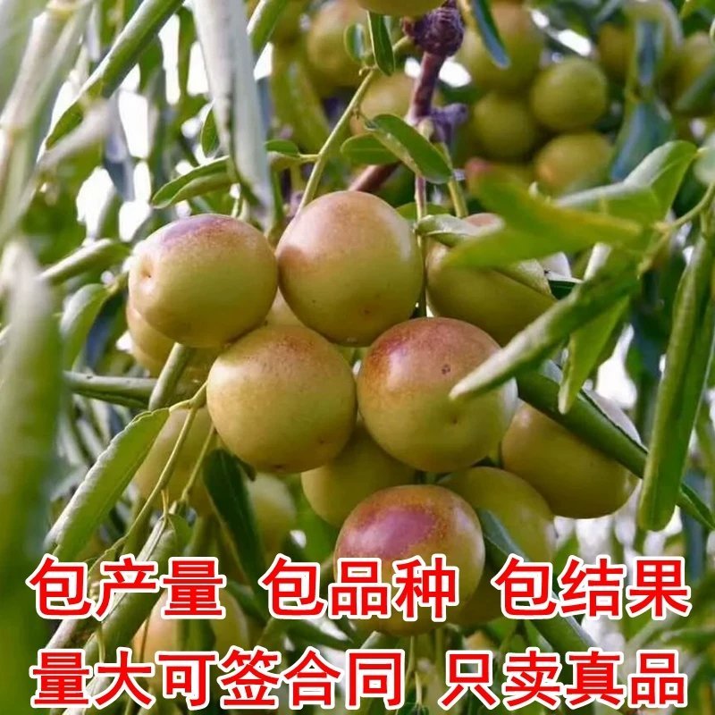 沾化冬枣苗，葫芦枣，龙须枣，品种齐全，包成活，包结果。