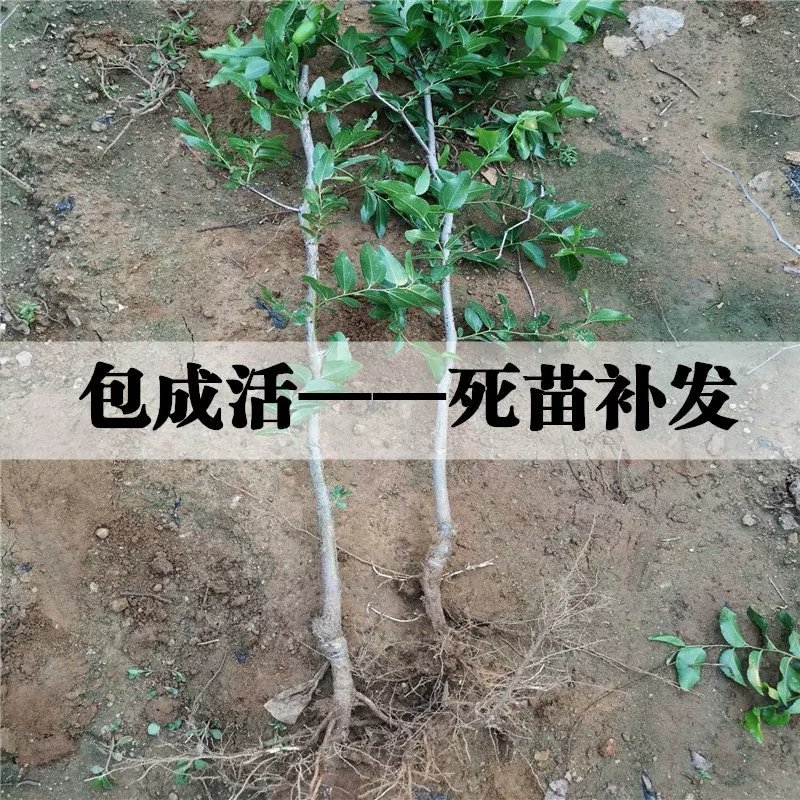 沾化冬枣苗，葫芦枣，龙须枣，品种齐全，包成活，包结果。