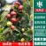 沾化冬枣苗，葫芦枣，龙须枣，品种齐全，包成活，包结果。