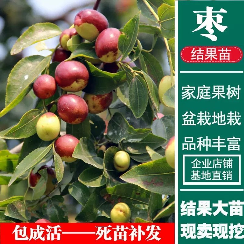 沾化冬枣苗，葫芦枣，龙须枣，品种齐全，包成活，包结果。