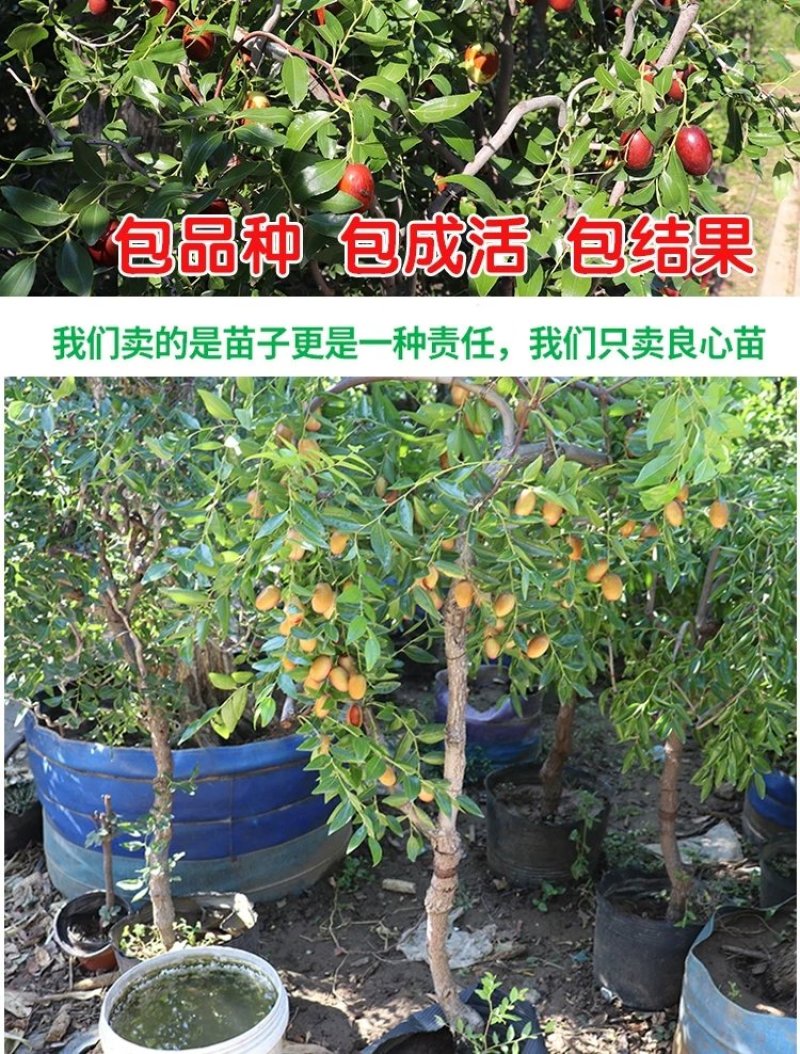 沾化冬枣苗，葫芦枣，龙须枣，品种齐全，包成活，包结果。