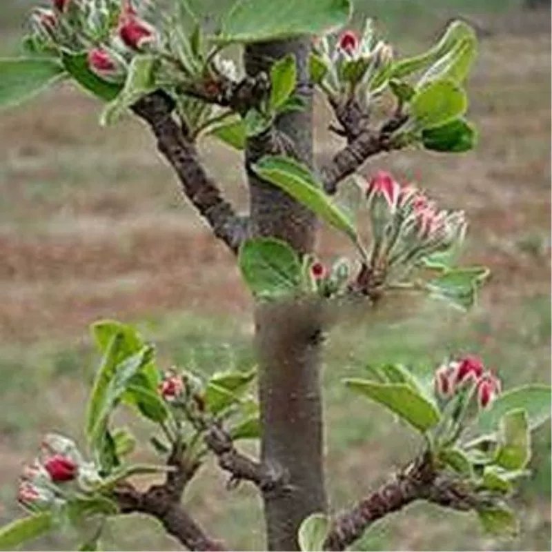 柱状苹果苗