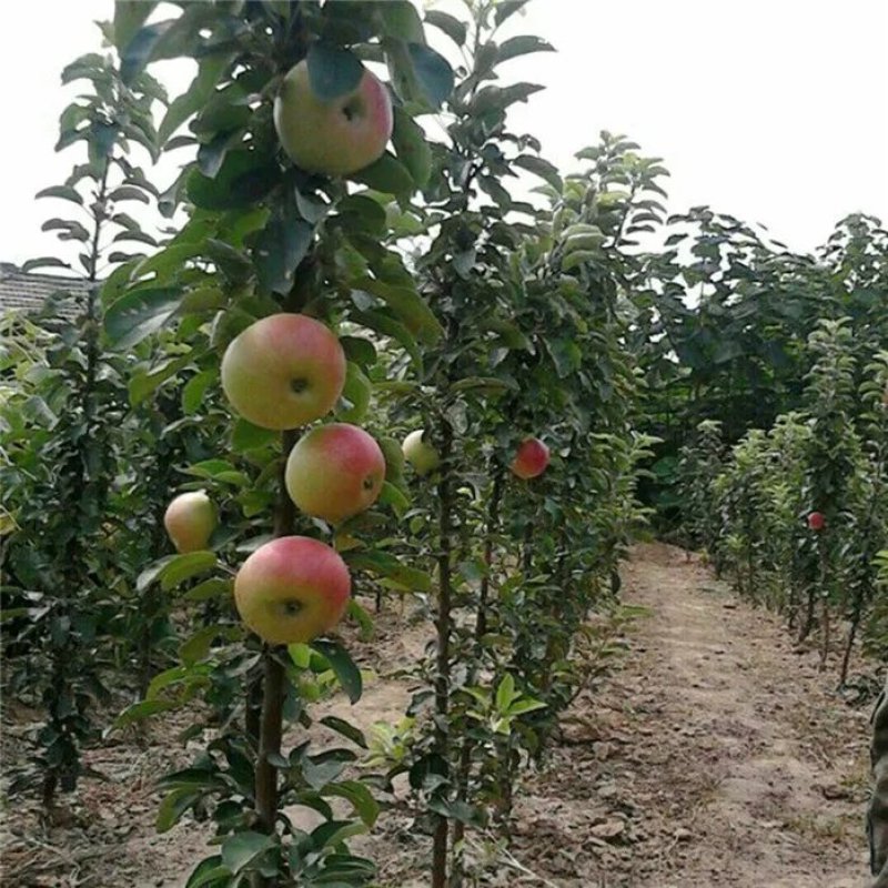 柱状苹果苗