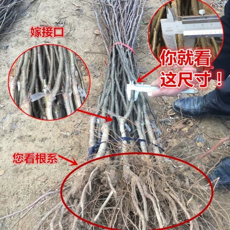 秋月柱状梨树苗