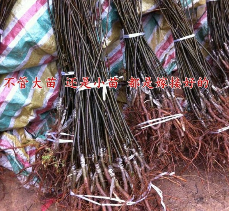 秋月柱状梨树苗