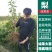 秋月柱状梨树苗