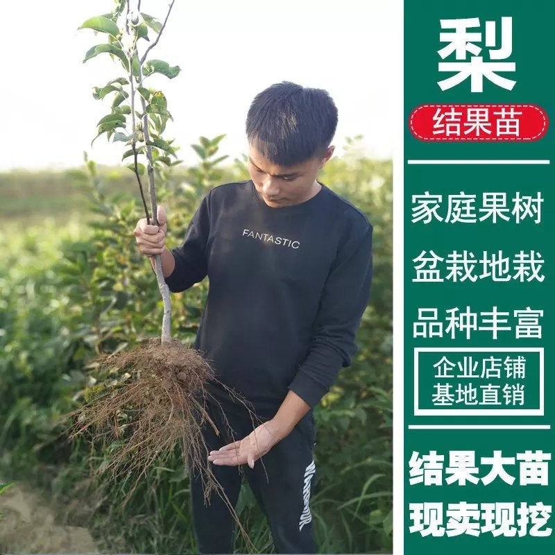 秋月柱状梨树苗