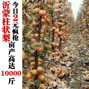秋月柱状梨树苗