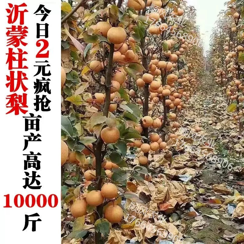 秋月柱状梨树苗