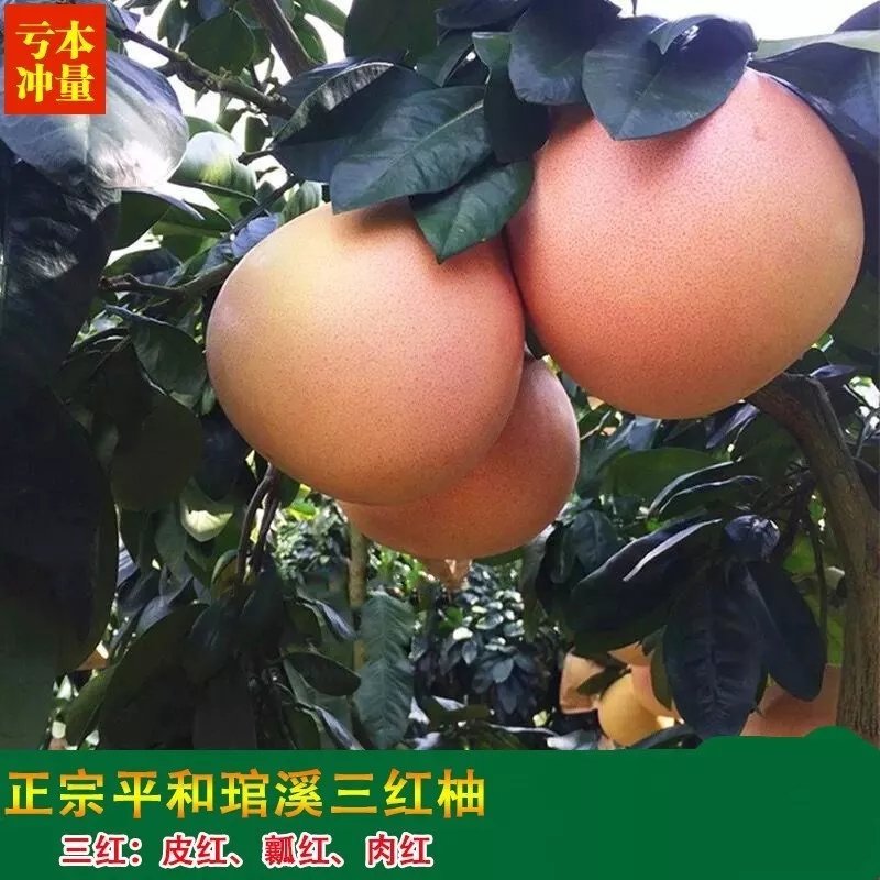 红心柚子苗