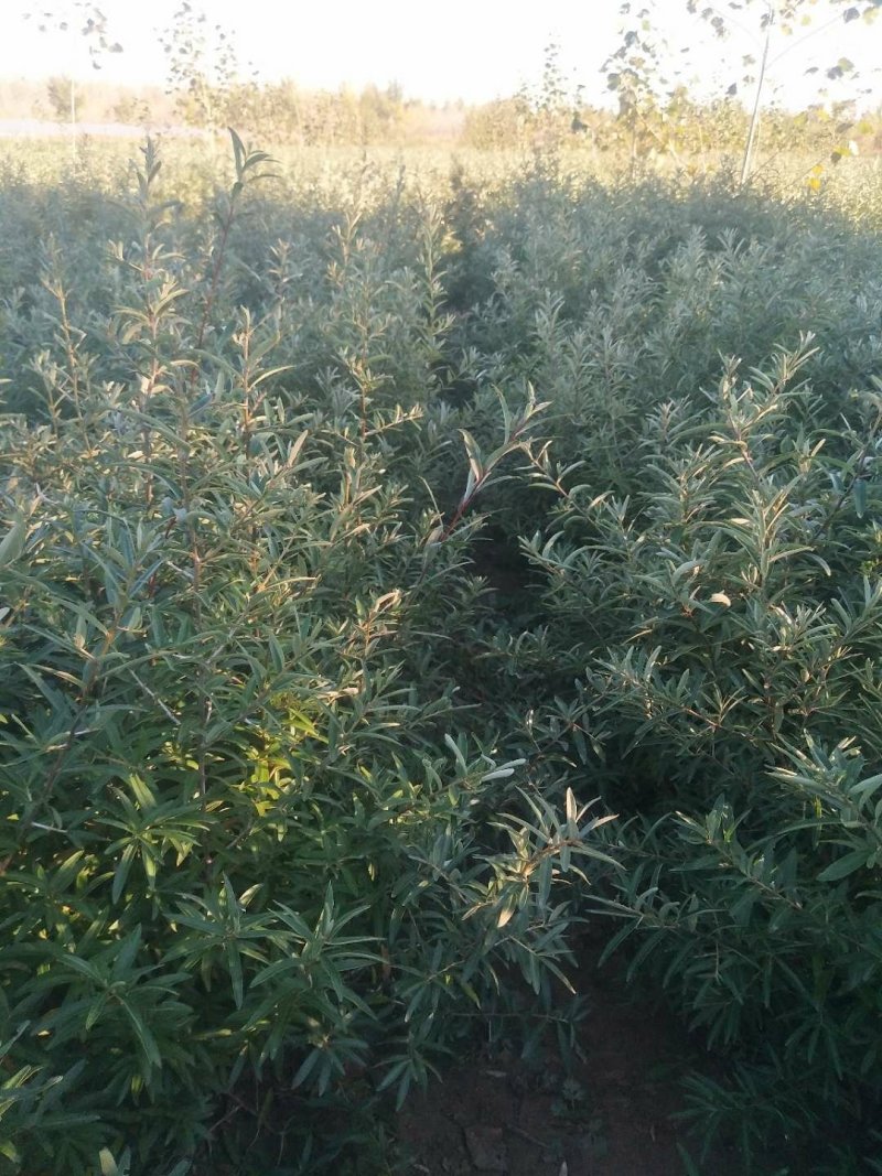 小果沙棘树苗，低价清地处理，质量好，成活率高，自家苗圃培