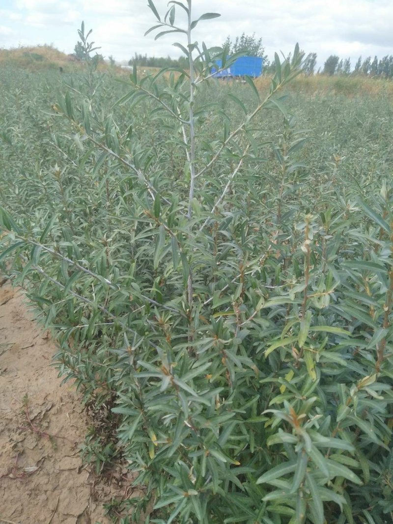 小果沙棘树苗，低价清地处理，质量好，成活率高，自家苗圃培