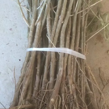 小果沙棘树苗，低价清地处理，质量好，成活率高，自家苗圃培