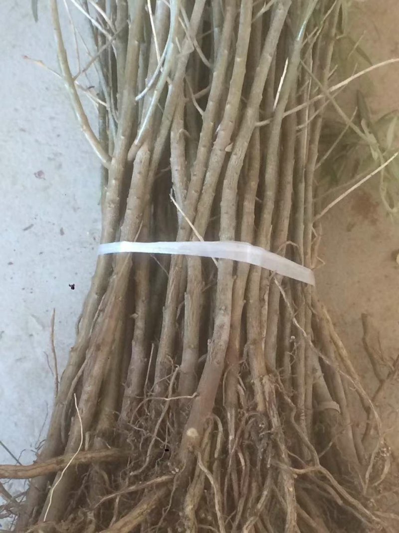 小果沙棘树苗，低价清地处理，质量好，成活率高，自家苗圃培