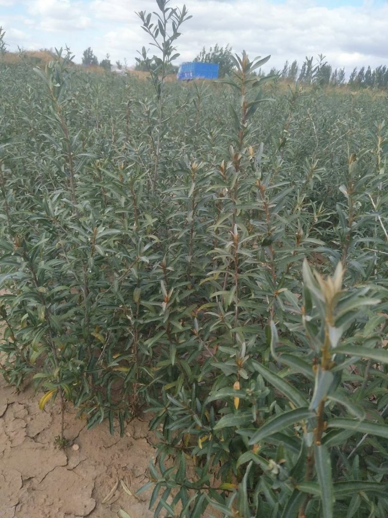 小果沙棘树苗，低价清地处理，质量好，成活率高，自家苗圃培